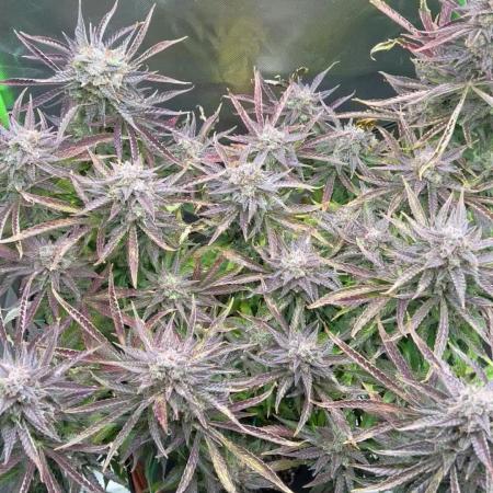 Puff, Puff, Pow! – Divine Seeds 25