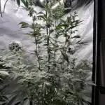Mission Budpossible - Cherry Poppins