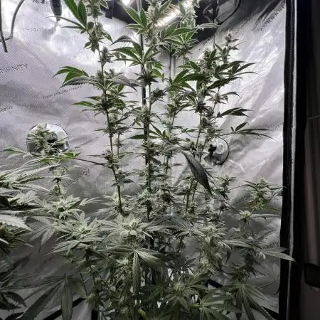 Mission Budpossible - Cherry Poppins