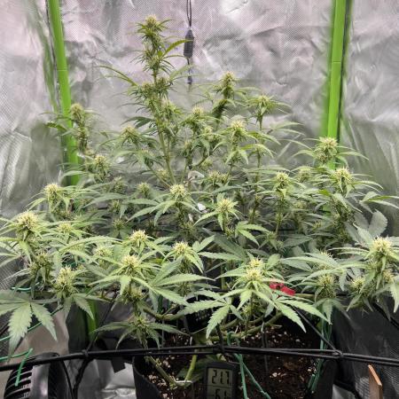 Ghost in the Grow – Lady Frostbite