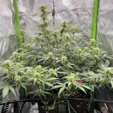 Ghost in the Grow – Lady Frostbite