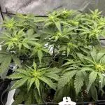 Jack the Tripper – Lady Hazel