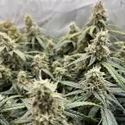 Strong & Stony – Miss Titanica