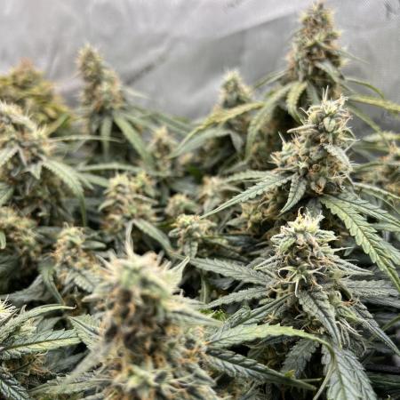 Strong & Stony – Miss Titanica