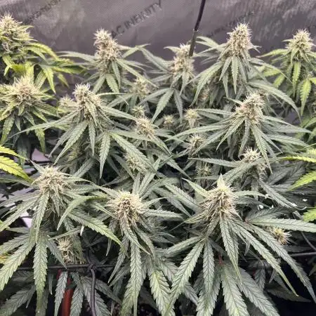 Strong & Stony – Miss Titanica