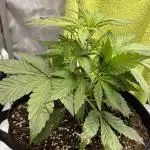 Jack the Tripper – Lady Hazel