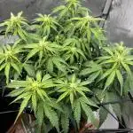 Piece of Cake - Miss Frostina