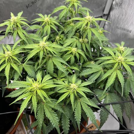 Piece of Cake - Miss Frostina