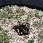 Miss Permanenza – The First Layer