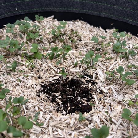 Miss Permanenza – The First Layer