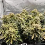 Jack the Tripper – Lady Hazel