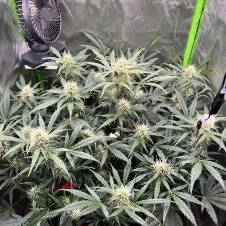 420 Shades of Green – No God, Just Photosynthesis