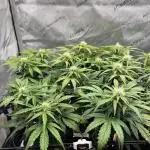 Jack the Tripper – Lady Hazel