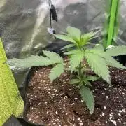 Violet Citrus Protocol - Feed Me Nothing