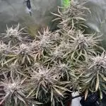 Puff, Puff, Pow! – Divine Seeds 25