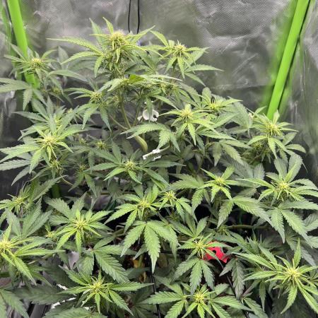Ghost in the Grow – Lady Frostbite