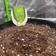 Ghost in the Grow – Lady Frostbite