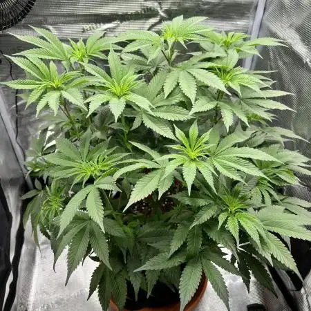 Mission Budpossible - Cherry Poppins