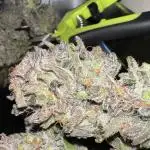 Bake it Till you make it - Miss Cotti