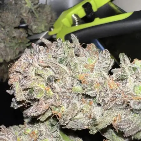 Bake it Till you make it - Miss Cotti
