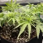 Strong & Stony – Miss Titanica