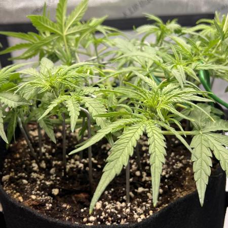 Strong & Stony – Miss Titanica