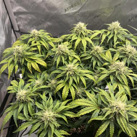 Jack the Tripper – Lady Hazel