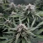 Puff, Puff, Pow! – Divine Seeds 25