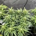 Strong & Stony – Miss Titanica