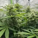 Puff, Puff, Pow! – Divine Seeds 25