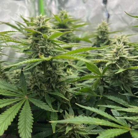 Puff, Puff, Pow! – Divine Seeds 25