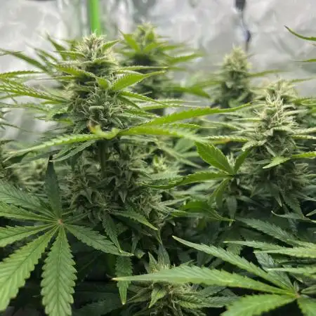 Puff, Puff, Pow! – Divine Seeds 25