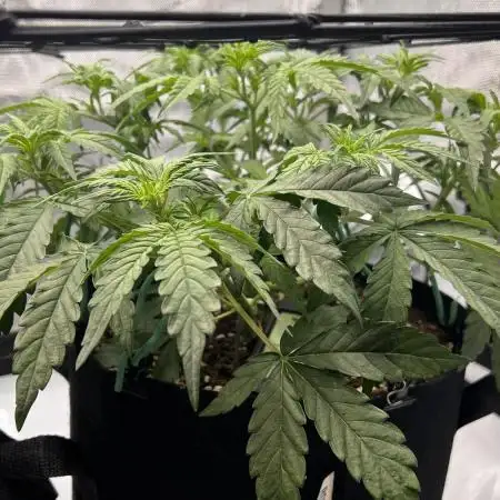 Piece of Cake - Miss Frostina