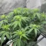 Piece of Cake - Miss Frostina