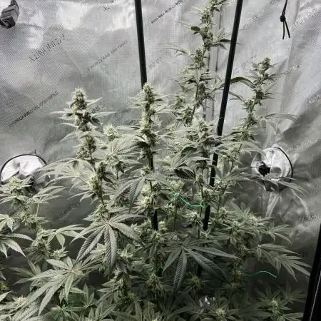 Mission Budpossible - Cherry Poppins