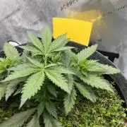 Miss Permanenza – The First Layer