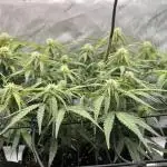 Strong & Stony – Miss Titanica