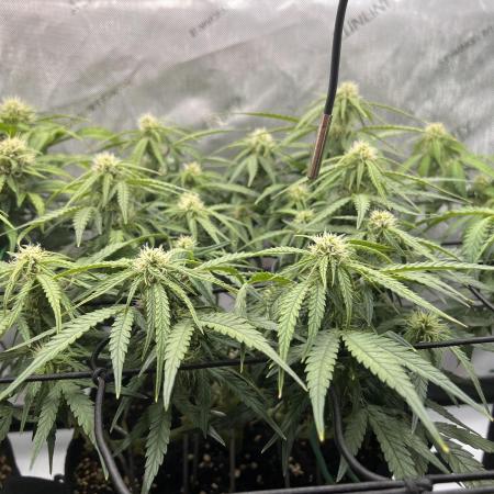 Strong & Stony – Miss Titanica