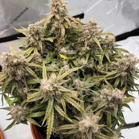 Strong & Stony – Miss Titanica