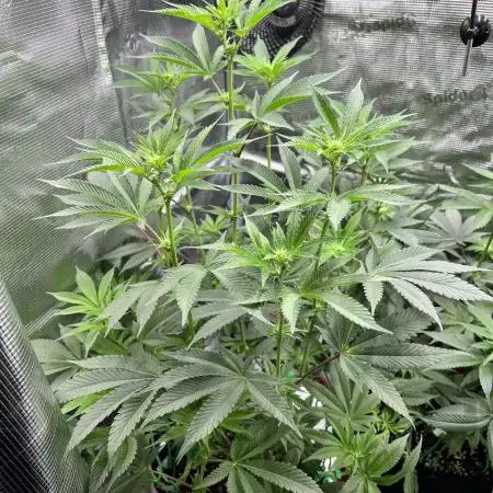 Mission Budpossible - Cherry Poppins