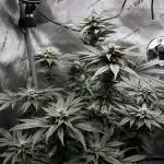 Bake it Till you make it - Miss Cotti