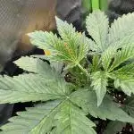 Puff, Puff, Pow! – Divine Seeds 25