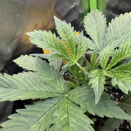 Puff, Puff, Pow! – Divine Seeds 25