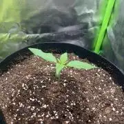Ghost in the Grow – Lady Frostbite