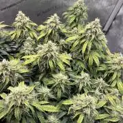 Piece of Cake - Miss Frostina