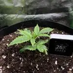 Puff, Puff, Pow! – Divine Seeds 25
