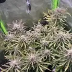 Puff, Puff, Pow! – Divine Seeds 25