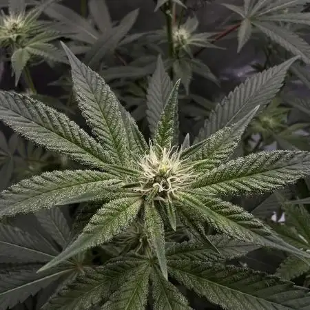 Mission Budpossible - Cherry Poppins