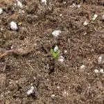 Puff, Puff, Pow! – Divine Seeds 25