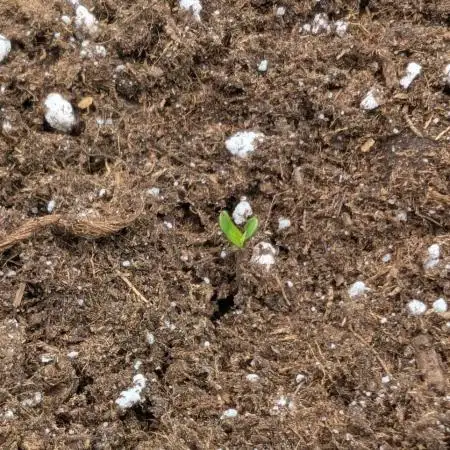 Puff, Puff, Pow! – Divine Seeds 25